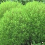 コキアの花言葉｜花と葉の特徴、花言葉の由来