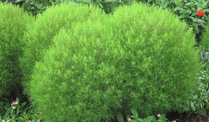 コキアの花言葉 種類 特徴 色別の花言葉 Lovegreen ラブグリーン