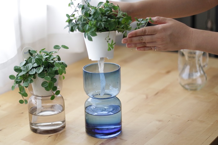 外のガラス鉢と苗の入ったポットの二重構造になっています。この外側のガラス鉢に水をためることで、内ポットの底面から出る給水ヒモを通じて、植物が欲しい量だけ水を吸い上げます。  水やりの加減がわかりやすく管理もより簡単になるのが安心。