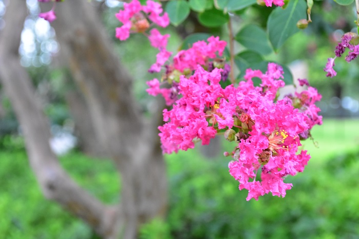 サルスベリ（百日紅）の魅力をとことん紹介しました。夏の真青な空に生える鮮やかなサルスベリ（百日紅）の花。丈夫で育てやすい庭木です。サルスベリ（百日紅）に詳しくなって、上手にサルスベリ（百日紅）を育ててください。