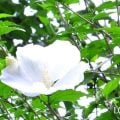 フヨウ　花言葉