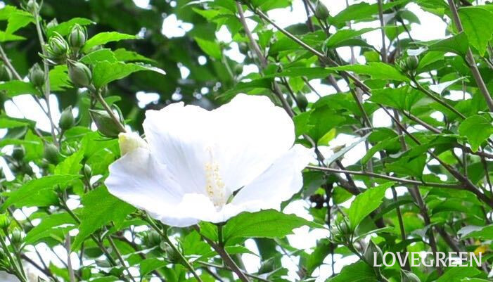 夏の花 ムクゲ 木槿 とフヨウ 芙蓉 の見分け方 Lovegreen ラブグリーン