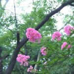 サルスベリ（百日紅）の英語の名前を紹介します。 英名：Crape myrtle（クレープマートル） マートルは光沢のある葉が特徴的な常緑樹です。ハーブの1種としても有名です。常緑でもなければハーブでもないサルスベリ（百日紅）になぜマートルの名が付いたのかは不明ですが、響きが可愛らしい英名です。