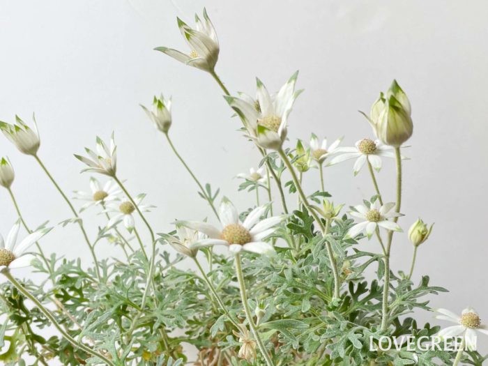 フランネルフラワーの花言葉 種類 特徴 色別の花言葉 Lovegreen ラブグリーン