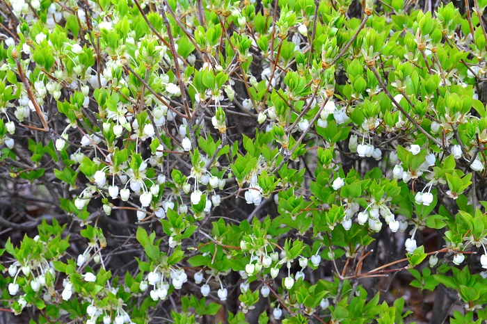 ドウダンツツジの花の咲く季節は春、4～5月です。葉が出ると同時か、または葉よりも先に花が咲きます。枝の先に房のように小さな白い花をまとまって咲かせるので、遠くから見ると株全体に白い雪が散りばめられたようになり、とても見事です。