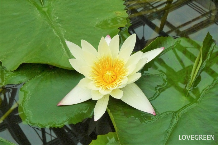 熱帯スイレン1 学名:Nymphaea 科名:スイレン科 属名:スイレン属 分類:水生植物 睡蓮(スイレン)の特徴 睡蓮(スイレン)は水の上に浮かぶように咲く花が印象的な水生植物です。古くからエジプトでは神聖な花として扱われてきました。花色は白、黄色、ピンク、赤、紫、青紫、青と豊富です。睡蓮(スイレン)の学名Nymphaeaはギリシャ神話の水の妖精の名前Nympha(ニンファ)に由来するとされています。 睡蓮(スイレン)の仲間は約40種類あり、世界各地の熱帯、亜熱帯、温帯に分布しています。葉柄は長く水の底へと続いていて、水底の泥の中に根茎や塊根があります。 睡蓮(スイレン)には耐寒性のある温帯スイレンと耐寒性のない熱帯スイレンがあります。