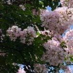サルスベリ｜花や実の特徴と時期、名前の由来、剪定のコツについて