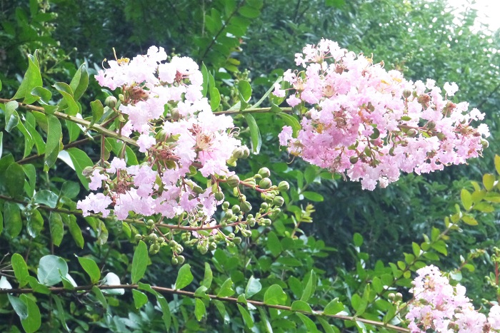 学名：Lagerstroemia indica 科名：ミソハギ科 属名：サルスベリ属 分類：落葉高木 サルスベリ（百日紅）の特徴 サルスベリ（百日紅）は、色鮮やかで少し変わった花を咲かせる落葉高木です。サルスベリは自然樹形でも形が整いやすく手入れが楽なので、庭木の他に公園や街路樹などでも人気があります。サルスベリ（百日紅）の樹形は枝を大きく横に広げて、その先にたわわに花を咲かせるので花にも樹形にもボリュームがあり、遠くからでも目を惹きます。