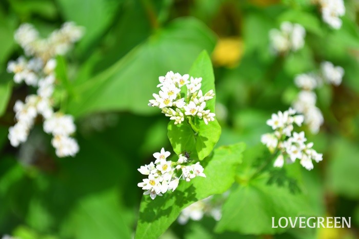 そば 蕎麦 の育て方 栽培 Lovegreen ラブグリーン