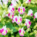 トレニアの花言葉や種類、特徴をご紹介！トレニアは、可愛い子つばめが口を開けたような、スミレに似ている色合いの小花が春から晩秋まで次々と咲きとても人気があります。