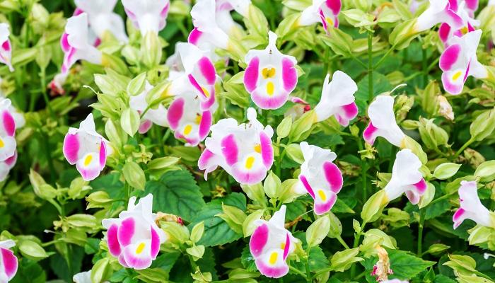 トレニアの花言葉や種類、特徴をご紹介！トレニアは、可愛い子つばめが口を開けたような、スミレに似ている色合いの小花が春から晩秋まで次々と咲きとても人気があります。