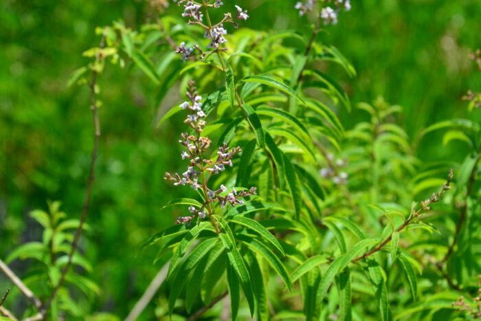 レモンバーベナの花言葉 種類 特徴 色別の花言葉 Lovegreen ラブグリーン