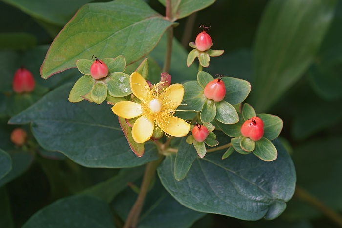 科名：オトギリソウ科 開花期：6～7月 分類：常緑低木 ヒペリカムは秋に真赤に色付く実が人気の低木です。ヒペリカムの開花期は夏、明るい黄色の梅に似た直径4㎝ほどの花を咲かせます。