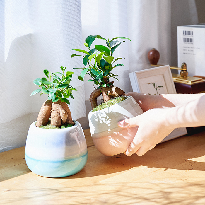 シンプルなお部屋には柄物の鉢に植えてみたり、和風のお部屋にはモダンな陶器鉢に植えて盆栽仕立てにしてみたり。基本的にどんなテイストのリビングにも馴染みやすい観葉植物です。