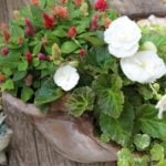10月の寄せ植えに使いたい花12選