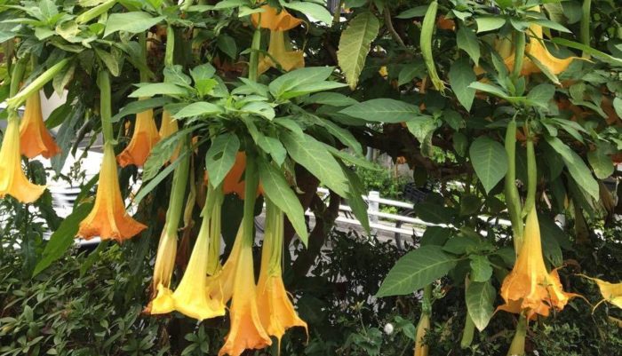 エンジェルトランペットの花言葉や種類、特徴をご紹介！エンジェルトランペットは、まるで天使が吹くトランペットのような形の花が咲く樹木。温暖地では庭木としてもよく植えられています。