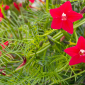 ルコウソウ（縷紅草）の花言葉や種類、特徴をご紹介！ルコウソウ（縷紅草）は、細く繊細なレースのような葉と、小さな星形の花が可愛い植物です。生育旺盛で涼し気なつるをどんどん伸ばすので、グランドカバーや緑のカーテンとして活躍しています。