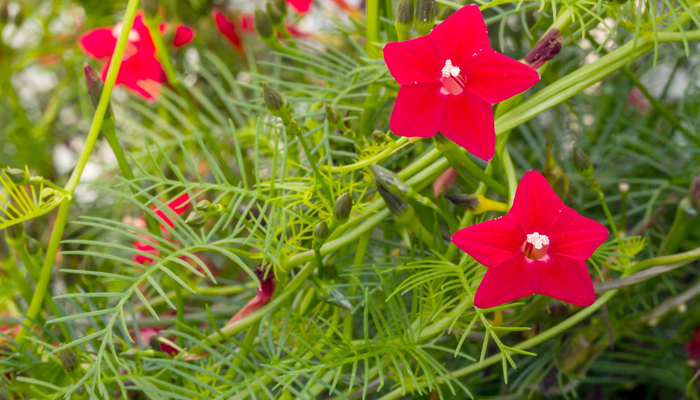 ルコウソウ（縷紅草）の花言葉や種類、特徴をご紹介！ルコウソウ（縷紅草）は、細く繊細なレースのような葉と、小さな星形の花が可愛い植物です。生育旺盛で涼し気なつるをどんどん伸ばすので、グランドカバーや緑のカーテンとして活躍しています。