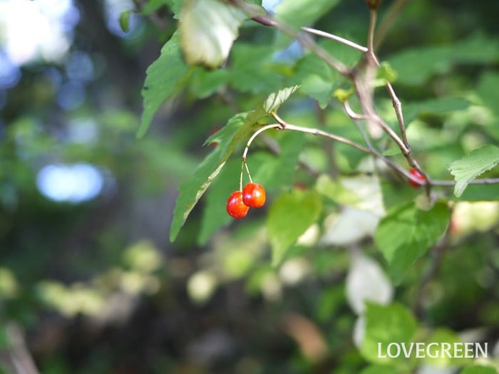 オトコヨウゾメ小 オトコヨウゾメ