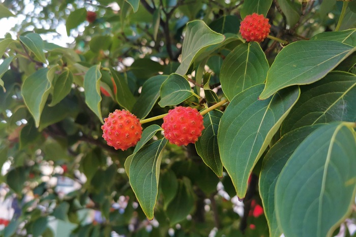 分類：落葉あるいは常緑高木 結実期：9~10月 ヤマボウシは春にハナミズキに似た花を咲かせる、ミズキ科の落葉あるいは常緑高木です。秋に朱に近い赤い実を実らせます。ヤマボウシの実は外側の固い果皮を剥き、内側の柔らかい果肉を食べることができます。