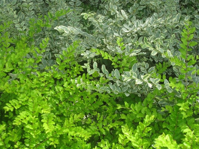 モクセイ科　耐寒性常緑低木  樹高：1～2m  シルバープリペットは、華奢な枝に斑入りの小さな葉が密集して付く樹木。風が吹くたびにそよぐ姿が美しく、優しい印象の目隠しとして生垣にも使われます。春に白い小花の集合体を咲かせ芳香を放ちます。写真の下半分に写っているのはライム色のプリペットです。色違いの2色を隣り合わせに植えると明るく爽やかな植栽ができます。