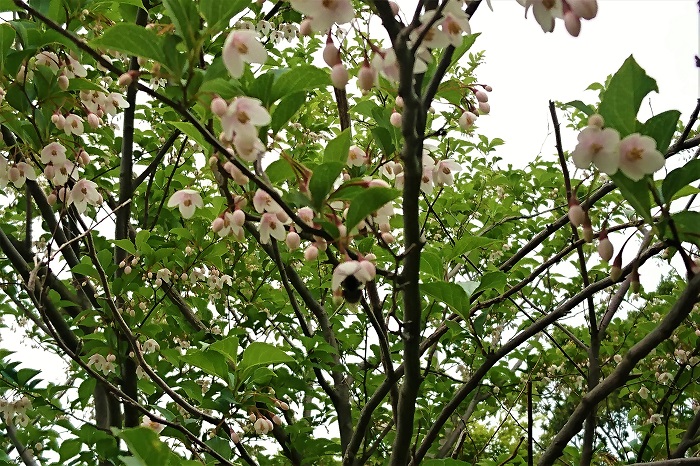 エゴノキとは 花や葉の魅力 育て方 シンボルツリーにおすすめの理由まで Lovegreen ラブグリーン
