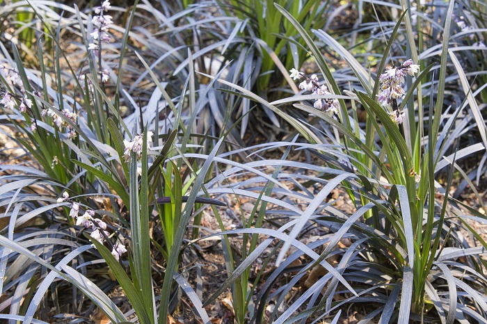 キジカクシ科　耐寒性多年草  草丈：10～20㎝  コクリュウ（オオバジャノヒゲ）は、光沢のある黒葉をしています。カラーリーフの中でも最も黒い葉色と言えます。暑さ寒さに強くとても丈夫です。初夏に薄紫色の花を咲かせ、黒緑色の丸い実を付けます。地下茎を伸ばして増えます。
