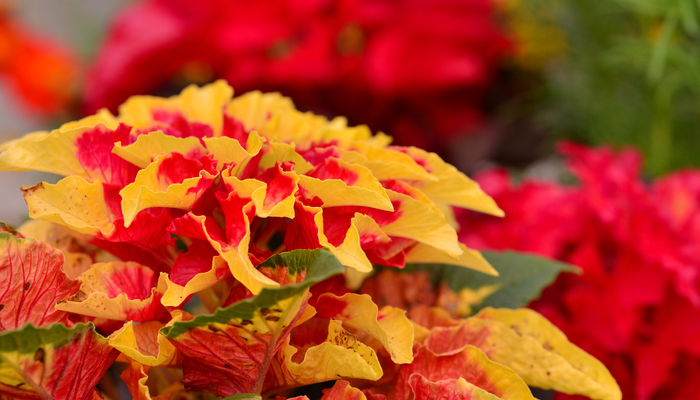 ハゲイトウ（葉鶏頭）の花言葉や種類、特徴をご紹介！ハゲイトウ（葉鶏頭）は、色鮮やかな葉色が美しい植物。丈夫で育てやすく、夏から秋の花壇を華やかに演出してくれます。