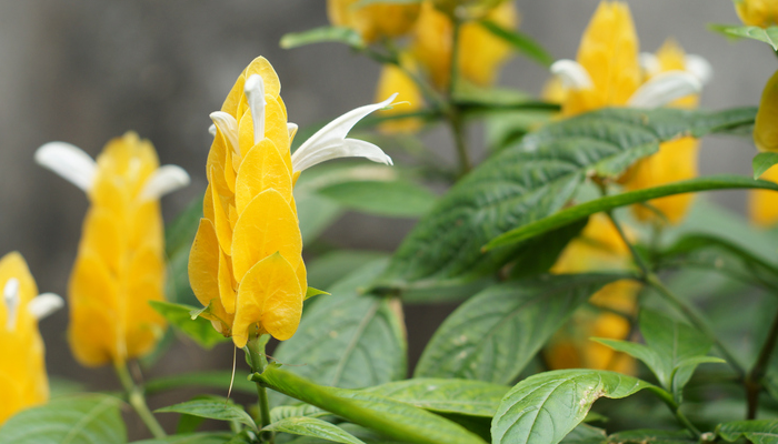 パキスタキス・ルテアの花言葉や種類、特徴をご紹介！パキスタキス・ルテアは、黄色いキャンドルのような可愛い花穂を持つ植物。美しい花穂が長い期間楽しめ、環境が合えば周年花を咲かせます。