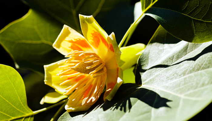 ユリノキ 百合の木 の花言葉 種類 特徴 色別の花言葉 Lovegreen ラブグリーン