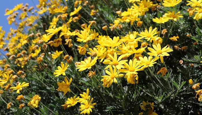 ユリオプスデージーの花言葉や種類、特徴をご紹介！ユリオプスデージーは、花の少ない季節に明るい黄色い花を次々と咲かせる植物。丈夫で育てやすく、鉢植えや庭植えによく使われています。