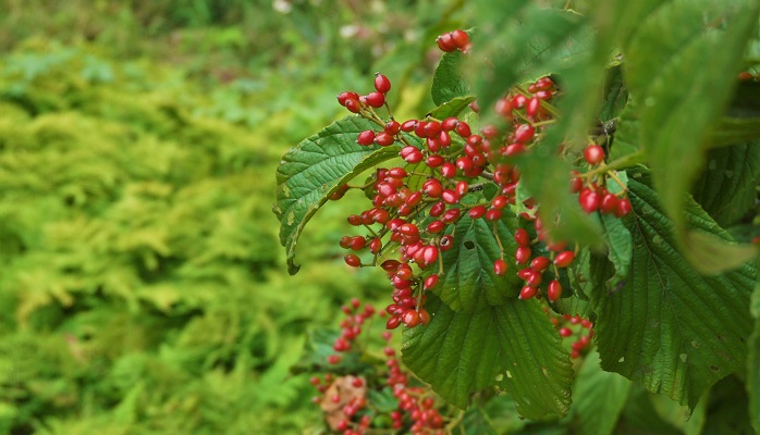 赤い実のなる木30種を春、夏、秋、冬の季節別に紹介！食べられる実や毒のある実まで LOVEGREEN(ラブグリーン)