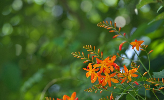 モントブレチアの花言葉や種類、特徴をご紹介！モントブレチアは、夏に茎の先端にオレンジ色の花を穂状につける植物。とても丈夫で育てやすく、日本でも自生している姿を見ることができます。