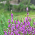 ミソハギ（禊萩）の花言葉や種類、特徴をご紹介！ミソハギ（禊萩）は、小さな花を稲穂状に咲かせる植物。湿った土壌を好み、ウォーター・ガーデンにも適しています。