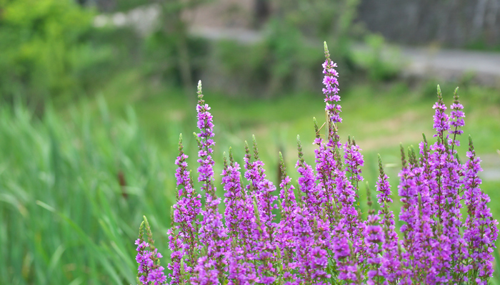 ミソハギ 禊萩 の花言葉 種類 特徴 色別の花言葉 Lovegreen ラブグリーン
