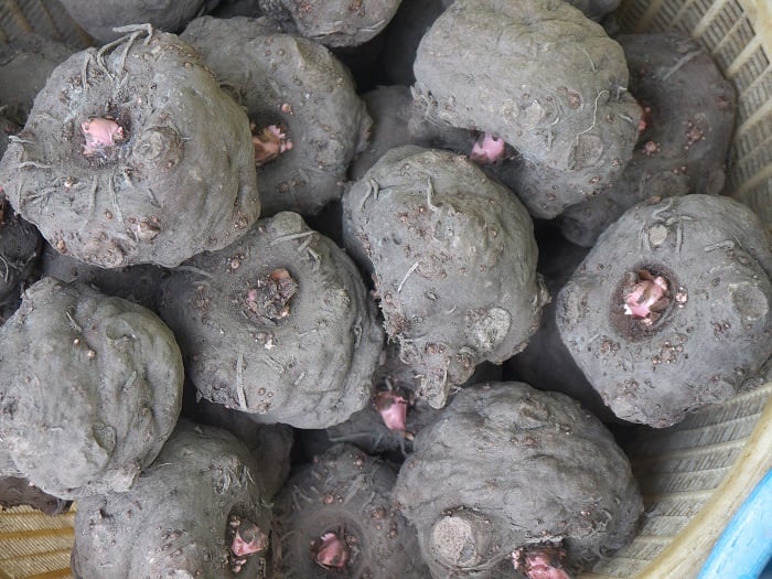 Adobe こんにゃく Adobe こんにゃく