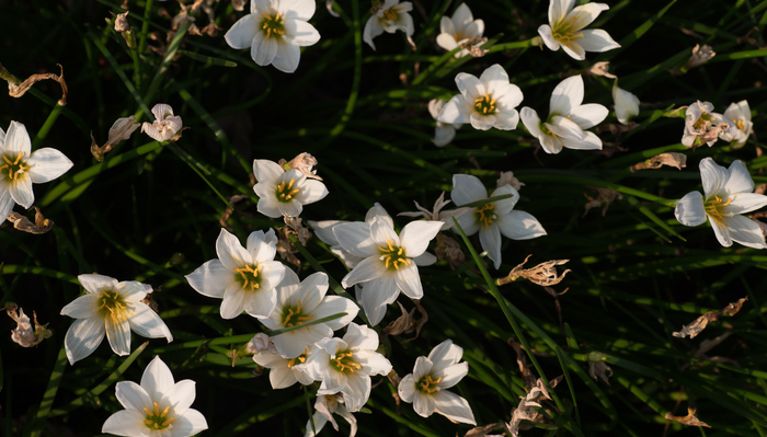 タマスダレ 玉簾 の花言葉 種類 特徴 色別の花言葉 Lovegreen ラブグリーン