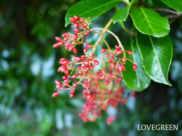 サンゴジュ小 サンゴジュ