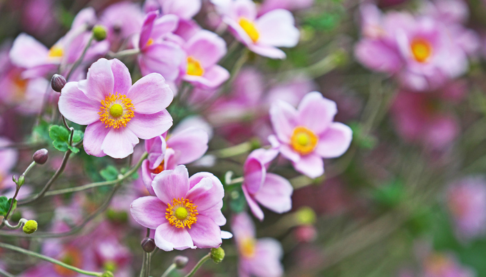 シュウメイギク 秋明菊 の花言葉 種類 特徴 色別の花言葉 Lovegreen ラブグリーン