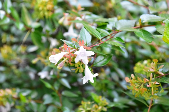 学名：Abelia × grandiflora 科名、属名：スイカズラ科 、アベリア（ツクバネウツギ）属 分類：常緑、落葉低木 アベリアの特徴 アベリアは、枝いっぱいに小さな葉と小さな花を付ける常緑、または落葉の低木です。和名をハナツクバネウツギと言います。  アベリアは中国原産のシナツクバネウツギ（Abelia chinensis）と同属のユニフローラ（Abelia uniflora）の雑種であるとされています。最近ではこのアベリアから多くの園芸品種が作出されています。