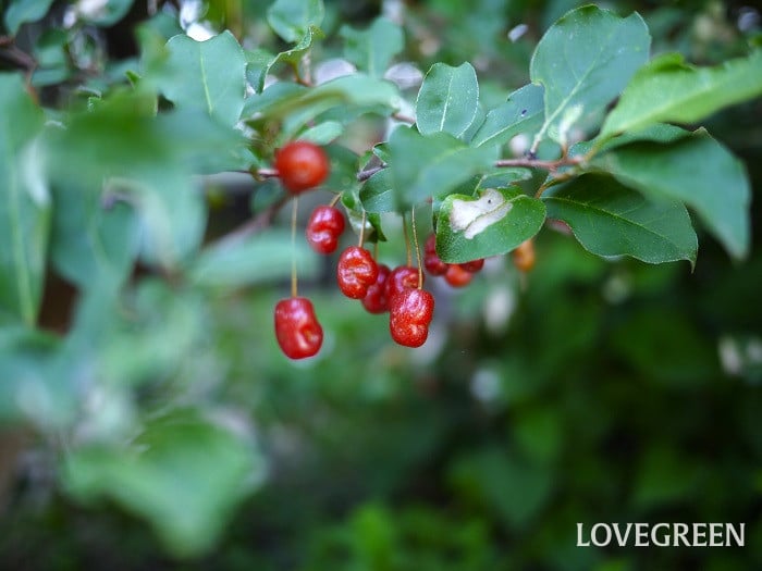 ナワシログミ小 ナワシログミ