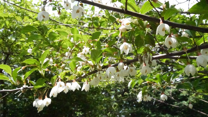 エゴノキとは 花や葉の魅力 育て方 シンボルツリーにおすすめの理由まで Lovegreen ラブグリーン