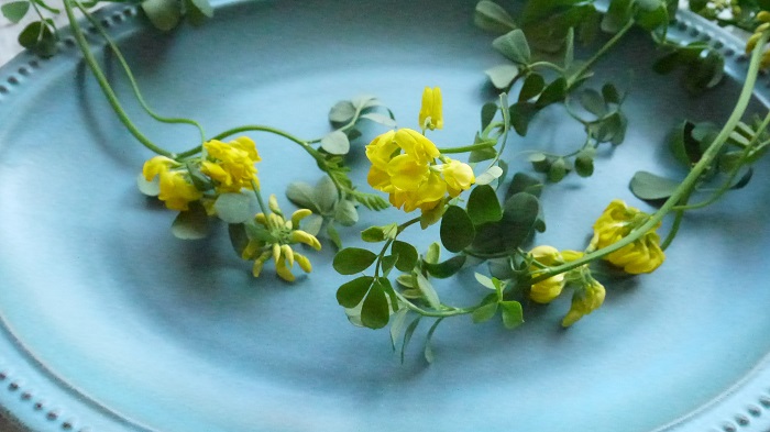 黄色い花30種を季節ごとに雑草まで紹介 写真付きで名前がわかります Lovegreen ラブグリーン