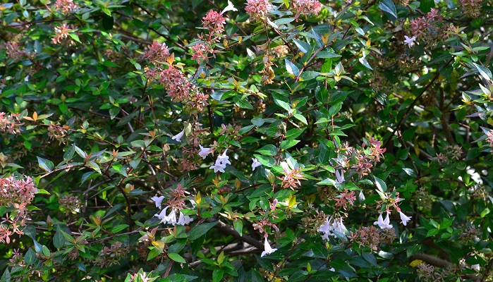 アベリアの花咲く季節や種類 育て方や剪定のコツまで紹介 Lovegreen ラブグリーン