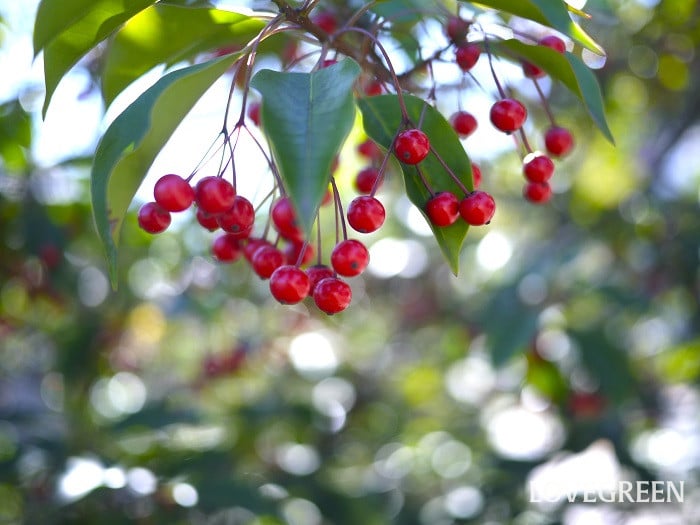 ソヨゴ小 ソヨゴ