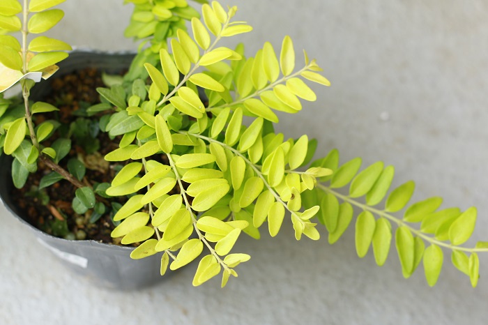 スイカズラ科　耐寒性常緑低木  樹高：20～60㎝  明るく輝く黄金葉のロニセラは、美しい葉色が庭や寄せ植えのアクセントになります。性質も丈夫でいつ剪定してもよく育ちます。這うようにふんわりと枝を伸ばすのでグランドカバーにもおすすめです。