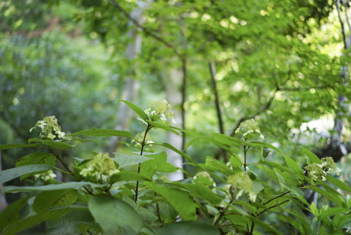  玉のような蕾が特徴のタマアジサイ。はじけるように花をつけるお花です。鎌倉でのアジサイの季節といえば6月ですが、タマアジサイは夏以降時期をずらしてひっそりと風景に馴染むように咲いています。