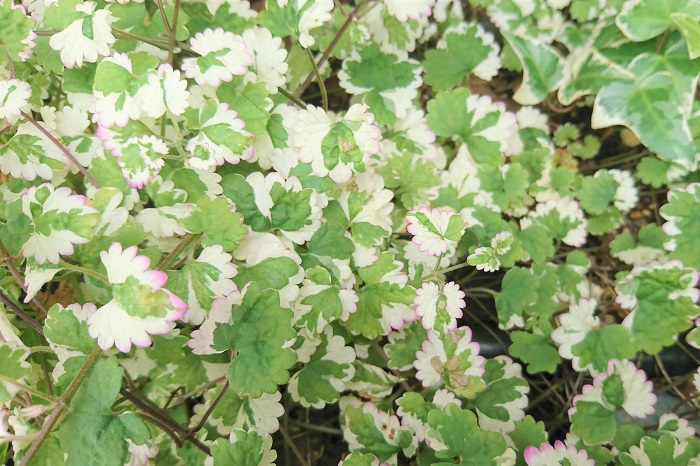 シソ科　耐寒性多年草  草丈：10～50㎝  グレコマは、草丈低く地面を這うように伸びるのでグラウンドカバーとしても好んで利用されます。写真のような斑入りのタイプを使うと庭や花壇全体を明るい雰囲気に演出できます。耐陰性があり、シェードガーデンの強い味方でもあります。グレコマは葉や茎に爽やかな芳香があり、春に小さな薄紫色の花を咲かせます。