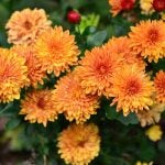 11月1日の誕生花と花言葉についてご紹介します。 11月1日の誕生花は「スプレーマム(スプレー菊)」です。「スプレーマム(スプレー菊)」について、花言葉や基本情報、色別の花言葉、豆知識など気になる情報をご紹介！
