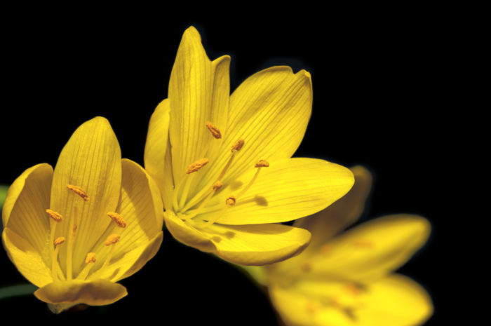 ステルンベルギアの花言葉や種類、特徴をご紹介！ステルンベルギアは、秋にクロッカスに似た黄色い花を咲かせる球根。花が少なくなってくる季節に咲き、鉢植えでも花壇でもよく育つことから人気のある球根のひとつです。